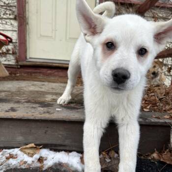 Great Pyrenees and Labrador Retriever Dogs Available for Adoption - Houston | PetCurious