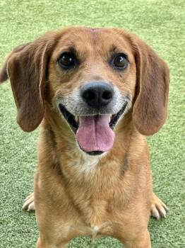 Beagle and Hound Dogs Available for Adoption in Godfrey, Illinois - Jack | PetCurious