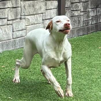 T.T.  8889 -  English Pointer Dog for Adoption in Loxahatchee Groves, Florida - T.T.  8889 | PetCurious