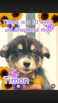 Shepherd Dogs Available for Adoption - Timon | PetCurious