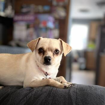 Chiweenie and Mixed Breed Dogs Available for Adoption - Tinkerbell | PetCurious