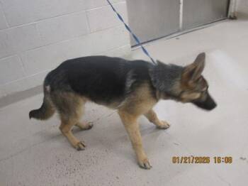 Mopar(50) -  German Shepherd Dog Dog for Adoption in Marietta, Georgia - Mopar(50) | PetCurious