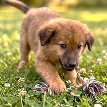 Sparky -  Mixed Breed Dog for Adoption in Huntsville, Alabama - Sparky | PetCurious