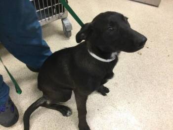 Rescue Labrador Retriever and Mixed Breed Dogs for Adoption in Riverside, California - MARLENE | PetCurious