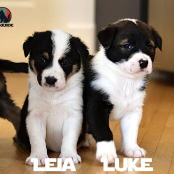 Mixed Breed Dogs Available for Adoption in Calgary, Alberta - Luke | PetCurious