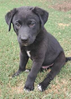 Flash, Bart & Bojangles -  Black Labrador Retriever and Border Collie Dog for Adoption in Quinlan, Texas - Flash, Bart & Bojangles | PetCurious