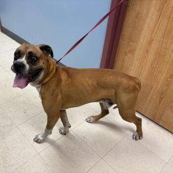Cassius -  Boxer and Mixed Breed Dog for Adoption in Saint Joseph, Missouri - Cassius | PetCurious