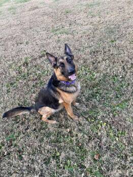 Rescue German Shepherd Dog Dogs for Adoption in Greeneville, Tennessee - Naomi (CAT TOLERANT) | PetCurious