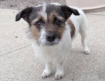 Parson Russell Terrier Dogs Available for Adoption in Columbus, Indiana - Munchkin | PetCurious