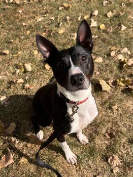 Jolston -  Pit Bull Terrier Dog for Adoption in Troy, Michigan - Jolston | PetCurious