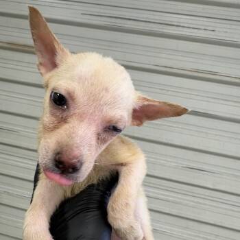 Felicity -  Mixed Breed Dog for Adoption in Lufkin, Texas - Felicity | PetCurious