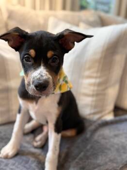 PACO -  Australian Cattle Dog Blue Heeler Dog for Adoption in Broomfield, Colorado - PACO | PetCurious