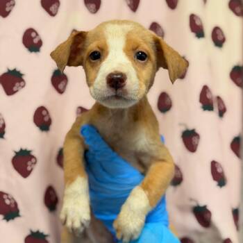 Mockingbird -  Labrador Retriever and Mixed Breed Dog for Adoption in San Antonio, Texas - Mockingbird | PetCurious