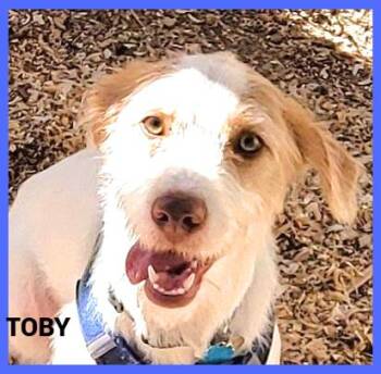 Rescue Terrier Dogs for Adoption in Granbury, Texas - Toby | PetCurious