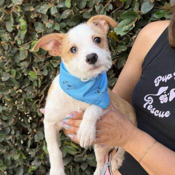 Terrier Dogs Available for Adoption in Pasadena, California - Benji | PetCurious