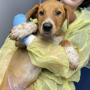 Biology Professor -  Cattle Dog and Mixed Breed Dog for Adoption in Hattiesburg, Mississippi - Biology Professor | PetCurious