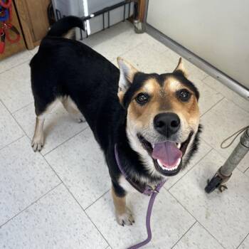 Mixed Breed Dogs Available for Adoption - Yuro | PetCurious