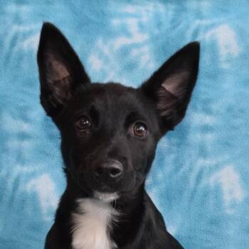 Border Collie Dogs Available for Adoption - Coco | PetCurious