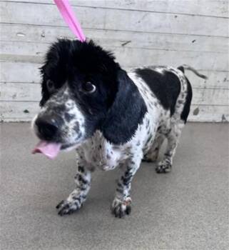 GIZMO -  Cocker Spaniel and Mixed Breed Dog for Adoption in San Bernardino, California - GIZMO | PetCurious