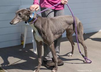 Misty -  Greyhound Dog for Adoption in Woodinville, Washington - Misty | PetCurious