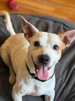 Roscoe -  Terrier Dog for Adoption in Copiague, New York - Roscoe | PetCurious