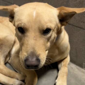 Rescue Australian Kelpie Dogs for Adoption in Yuma, Arizona - Kennan | PetCurious