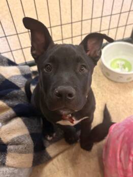 Bull Terrier and Labrador Retriever Dogs Available for Adoption in Heber City, Utah - Charlie | PetCurious