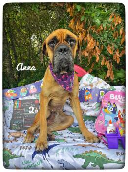 Anna -  Mastiff and Boxer Dog for Adoption in Sebring, Florida - Anna | PetCurious
