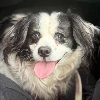 Spaniel Dogs Available for Adoption - Sidekick | PetCurious