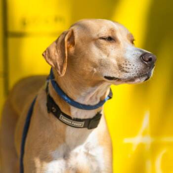 Lua -  Whippet and English Pointer Dog for Adoption in New York, New York - Lua | PetCurious