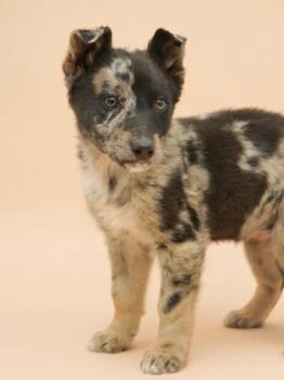 Australian Shepherd and Mixed Breed Dogs Available for Adoption in Bowling Green, Kentucky - Butters | PetCurious