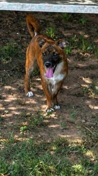 Nugget -  American Bulldog and Hound Dog for Adoption in Aiken, South Carolina - Nugget | PetCurious