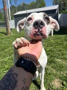 Pit Bull Terrier and Black And Tan Coonhound Dogs Available for Adoption in Saint Charles, Missouri - Petey | PetCurious