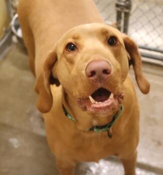 Oliver -  Vizsla and Labrador Retriever Dog for Adoption in Sioux City, Iowa - Oliver | PetCurious
