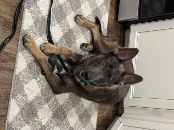 Rescue German Shepherd Dog Dogs for Adoption in Chicago, Illinois - Jet | PetCurious