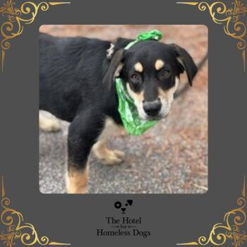 Shepherd and Terrier Dogs Available for Adoption in Cumberland, Rhode Island - Buddy | PetCurious
