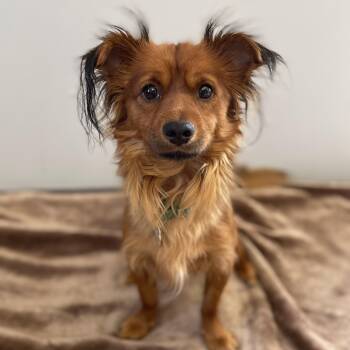 Ricky -  Chihuahua and Mixed Breed Dog for Adoption in Oxford, Michigan - Ricky | PetCurious