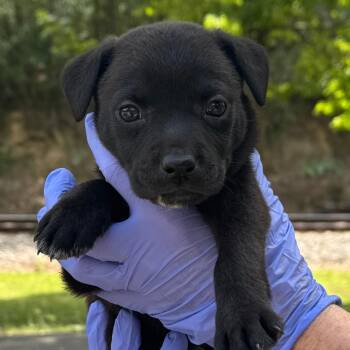 American Bulldog and Mixed Breed Dogs Available for Adoption in Lucedale, Mississippi - Phoenix | PetCurious