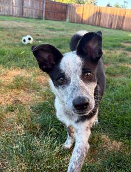Darma -  Australian Cattle Dog Blue Heeler Dog for Adoption in Colorado Springs, Colorado - Darma | PetCurious