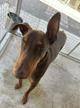 Rescue Doberman Pinscher Dogs for Adoption in Redmond, Oregon - Rocco | PetCurious