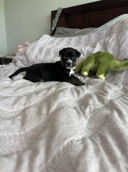 Spike -  Husky Dog for Adoption - Spike | PetCurious