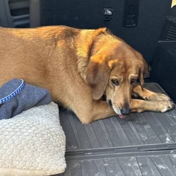 Labrador Retriever Dogs Available for Adoption in Lynchburg, Virginia - Henrietta | PetCurious