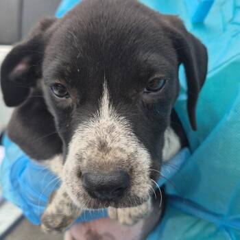 Cairo -  Mixed Breed Dog for Adoption in Corinth, Mississippi - Cairo | PetCurious