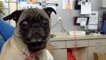 PISTACHIO -  Mixed Breed Dog for Adoption in Dallas, Texas - PISTACHIO | PetCurious