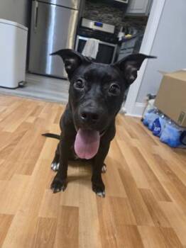 Doris -  Mixed Breed Dog for Adoption in Atlanta, Georgia - Doris | PetCurious