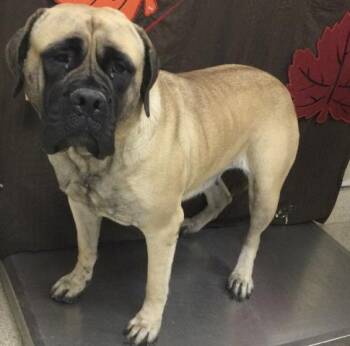BETTYBOO -  Mastiff Dog for Adoption in Riverside, California - BETTYBOO | PetCurious