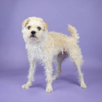 Carson -  Terrier Dog for Adoption in Portland, Oregon - Carson | PetCurious
