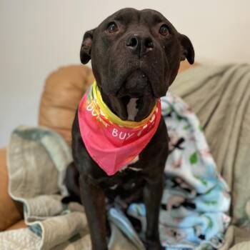 Willow -  Mixed Breed Dog for Adoption in Port Charlotte, Florida - Willow | PetCurious