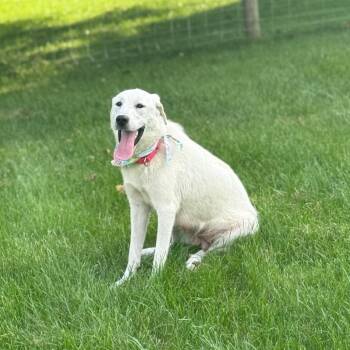 Callie -  Great Pyrenees and Mixed Breed Dog for Adoption - Callie | PetCurious