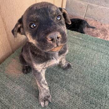 Patch -  Shepherd Dog for Adoption in Tuba City, Arizona - Patch | PetCurious